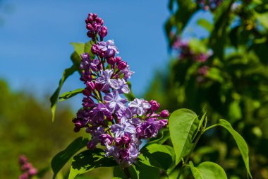 Park veya bahçe nin arka planında leylak dalları. Çiçek açan leylak bahar dalları