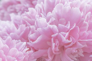 Taze şakayık çiçeği, yakından görünüm