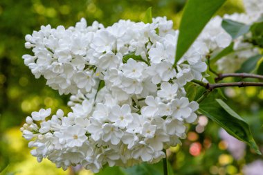 Park veya bahçe nin arka planında leylak dalları. Çiçek açan leylak bahar dalları
