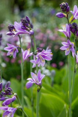 Yeşil çalı Hosta. Hosta gidiyor. Hosta - peyzaj park ve bahçe tasarımı için bir süs bitkisi 