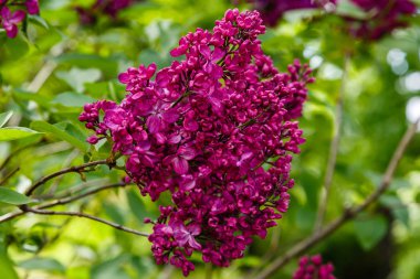Park veya bahçe nin arka planında leylak dalları. Çiçek açan leylak bahar dalları