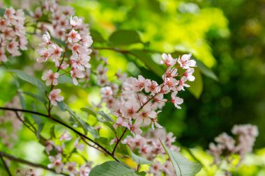 Bahar bahçesinde Padus avium colorata. Paula 'nın çiçekli dalları doğal bir arka planda