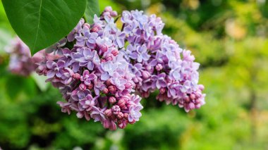 Park veya bahçe nin arka planında leylak dalları. Çiçek açan leylak bahar dalları