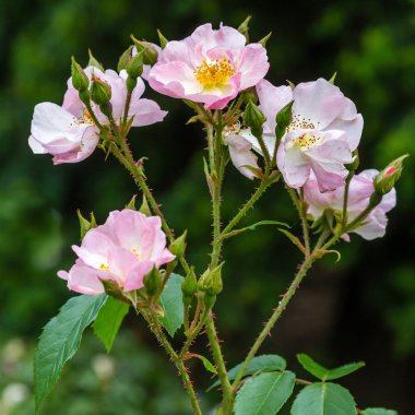 Güzel tonda güller yakın. Doğa arka planı