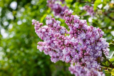 Park veya bahçe nin arka planında leylak dalları. Çiçek açan leylak bahar dalları