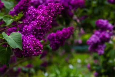Bahçede çiçek açan leylak (Syringa). Doğal arka planda güzel mor leylak çiçekleri