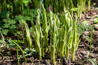 Yeşil çalı Hosta. Hosta gidiyor. Hosta - peyzaj park ve bahçe tasarımı için bir süs bitkisi 