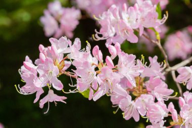 Bahar bahçesinde çiçekli rhododendrons