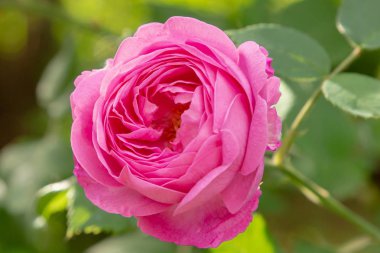 Güzel tonda güller yakın. Doğa arka planı