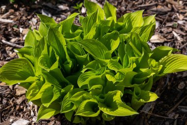 Yeşil çalı Hosta. Hosta gidiyor. Hosta - peyzaj park ve bahçe tasarımı için bir süs bitkisi 