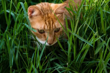 Yeşil çimenlerin arka planında kırmızı bir kedi portresi
