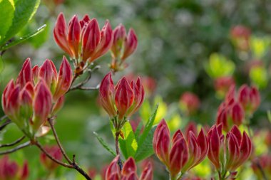 Bahar bahçesinde çiçekli rhododendrons