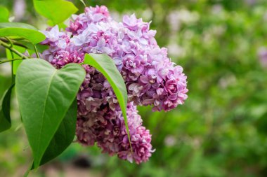 Park veya bahçe nin arka planında leylak dalları. Çiçek açan leylak bahar dalları