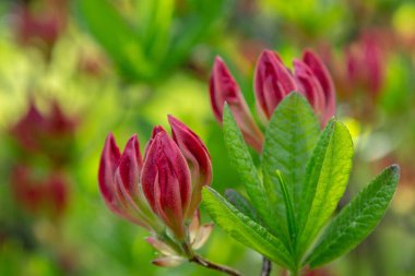 Bahar bahçesinde çiçekli rhododendrons