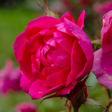 Güzel tonda güller yakın. Doğa arka planı