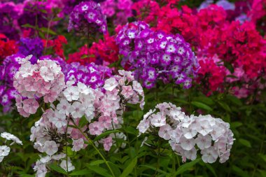 Phlox paniculata çiçekleri yakın. Çiçek arka plan
