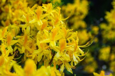 Bahar bahçesinde çiçekli rhododendrons