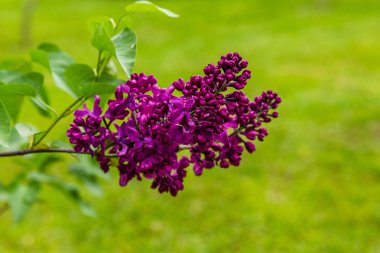 Bahçede çiçek açan leylak (Syringa). Doğal arka planda güzel mor leylak çiçekleri