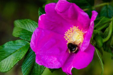 Güzel tonda güller yakın. Doğa arka planı