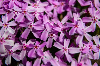 Phlox paniculata çiçekleri yakın. Çiçek arka plan