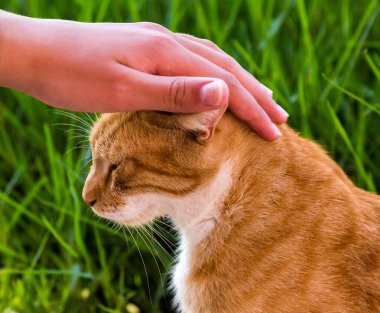 Yeşil çimenlerin arka planında kırmızı bir kedi portresi