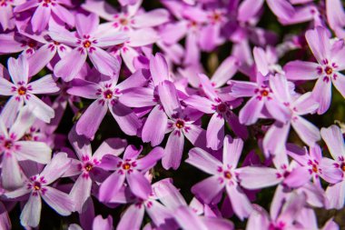 Phlox paniculata çiçekleri yakın. Çiçek arka plan