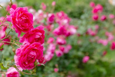 Güzel tonda güller yakın. Doğa arka planı