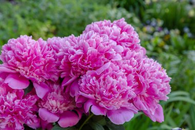 Taze şakayık çiçekler, yakın görünüm