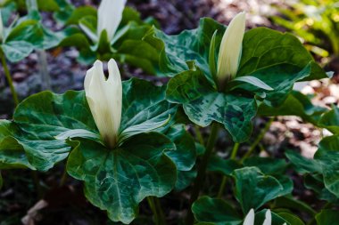 Bahar bahçesinde Trillium çiçek, Trillium sessile, sıralama Kar Kraliçesi