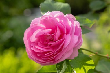 Güzel tonda güller yakın. Doğa arka planı