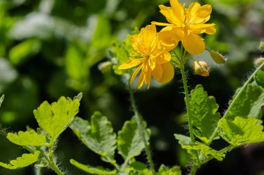 Bahçede ecza bitkisi.