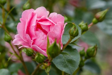 Güzel tonda güller yakın. Doğa arka planı