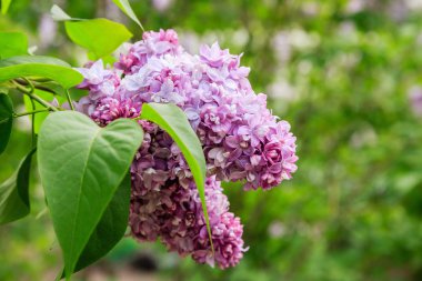 Park veya bahçe nin arka planında leylak dalları. Çiçek açan leylak bahar dalları