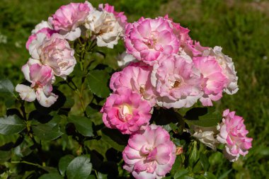 Güzel tonda güller yakın. Doğa arka planı