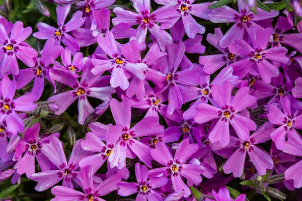 Άνθη Του Φλόξ Έχουν Πανικοβληθεί Από Διαφορετικές Ποικιλίες Λουλούδι Φόντο — Φωτογραφία Αρχείου