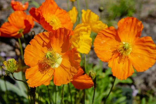 Eschscholzia californica in rock garden. Orange flowers of California poppy in spring garden