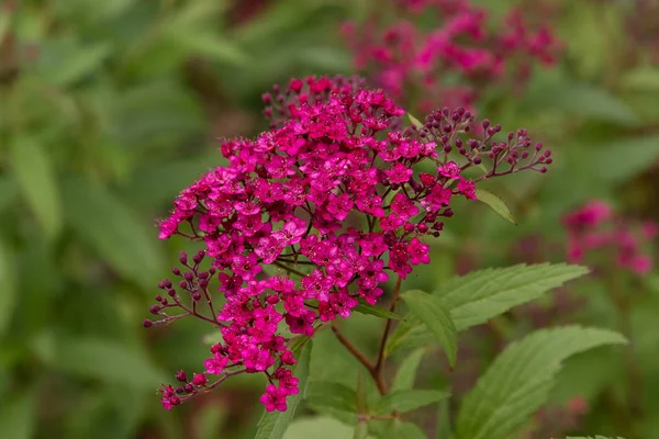 Bumblebee on the colors of Japanese spirea. Purple flowers of Japanese spirea. Ornamental shrubs in the garden