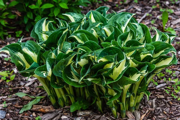 Cespuglio Verde Hosta Hosta Hosta Una Pianta Ornamentale Progettazione Giardini — Foto Stock