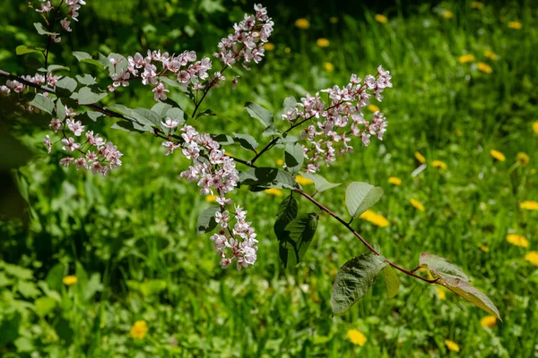 Padus Avium Colorata Jardín Primavera Ramas Florecientes Padus Sobre Fondo — Foto de Stock