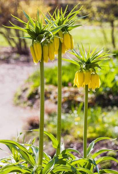 Fritillaria Acmopetata Boiss Весеннем Саду Культивация Редких Уникальных Луковичных Растений — стоковое фото