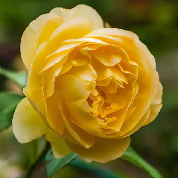 Красивые Тонированные Розы Близко Природа — стоковое фото