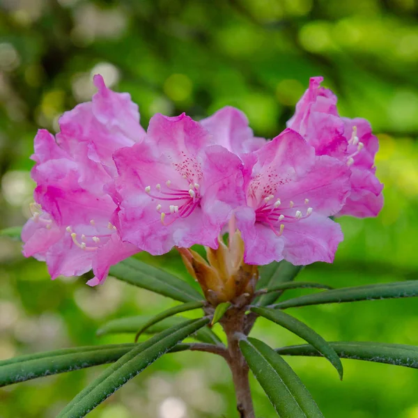 Blommande Rhododendron Vårträdgården — Stockfoto