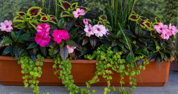 Plantas Anuales Composiciones Decorativas Florales Paisajismo Balcones Terrazas — Foto de Stock