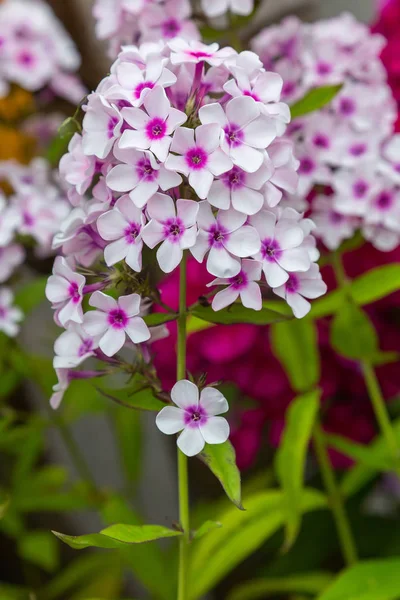 Kwiaty Phlox Paniculata Różnych Odmian Bliska Tło Kwiatowe — Zdjęcie stockowe