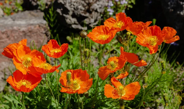 Eschscholzia Californica Giardino Roccioso Fiori Arancio Papavero California Giardino Primavera — Foto Stock
