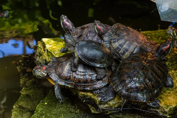 Belles Tortues Dans Eau — Photo