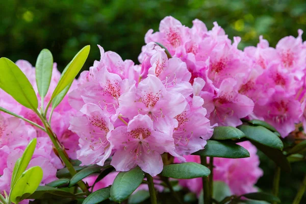 Blühende Rhododendrons Frühlingsgarten — Stockfoto