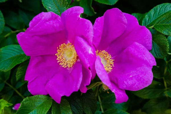 Hermosas Rosas Tonificadas Cerca Fondo Naturaleza — Foto de Stock