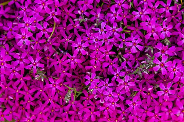 Цветки Phlox Paniculata Различных Сортов Крупным Планом Цветочный Фон — стоковое фото