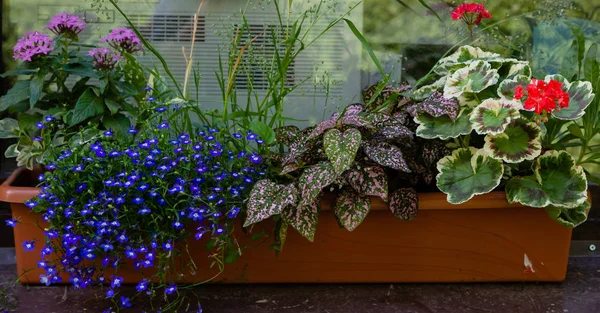 Annual Plants Floral Decorative Compositions Landscaping Balconies Verandas — Stock Photo, Image
